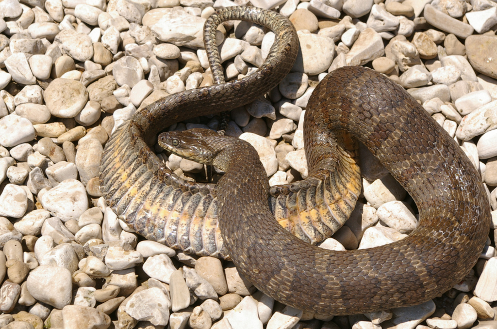 Lake Erie watersnake. (Credit: U.S. Fish and Wildlife Service)
